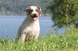 PERRO DE AGUA 191